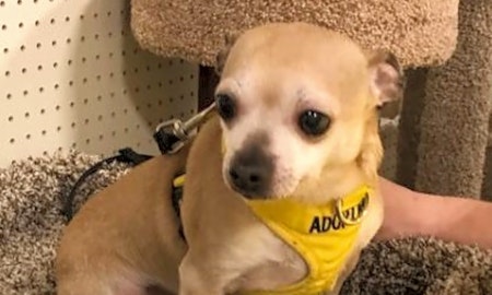 5 cuddly canines to adopt now in Durham