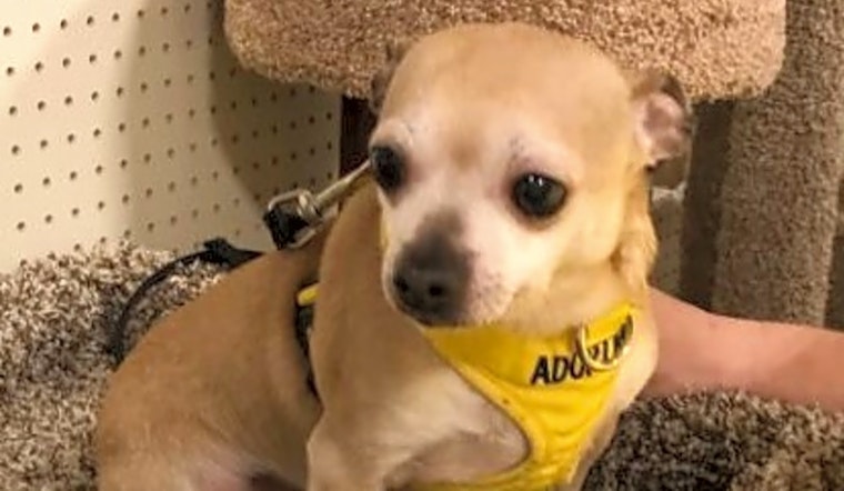 5 cuddly canines to adopt now in Durham