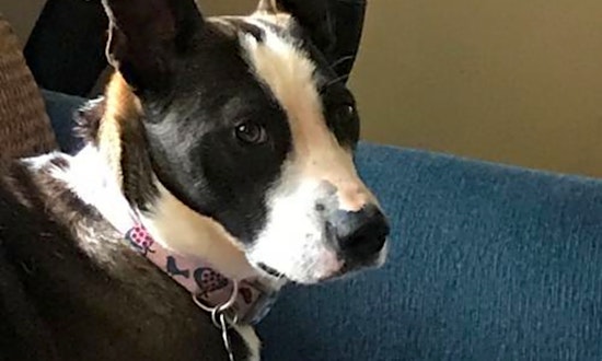 Looking to adopt a pet? Here are 4 lovable pups to adopt now in St. Louis