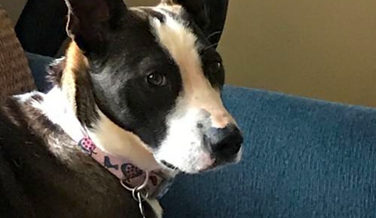 Looking to adopt a pet? Here are 4 lovable pups to adopt now in St. Louis