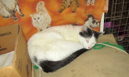 3 furry felines to adopt now in Detroit