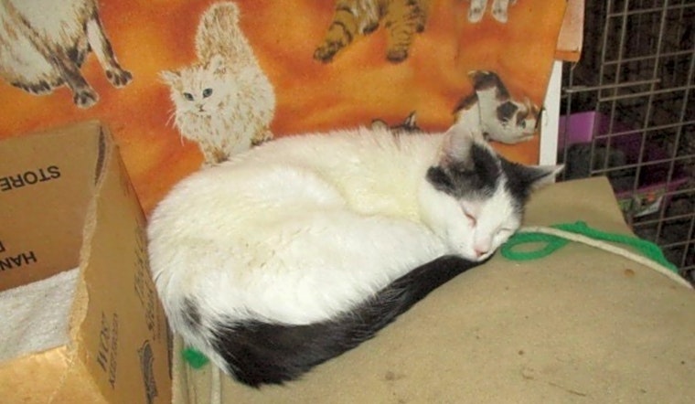 3 furry felines to adopt now in Detroit