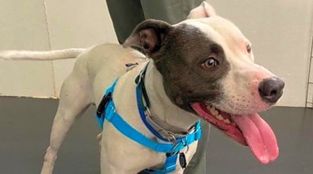 Looking to adopt a pet? Here are 3 lovable pups to adopt now in Jersey City