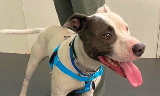 Looking to adopt a pet? Here are 3 lovable pups to adopt now in Jersey City