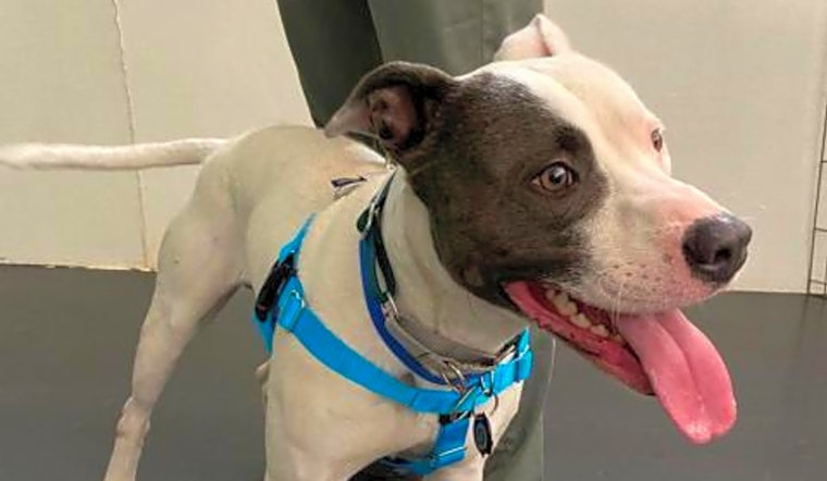 Looking to adopt a pet? Here are 3 lovable pups to adopt now in Jersey City