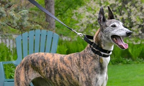 Want to adopt a pet? Here are 6 delightful doggies to adopt now in Minneapolis