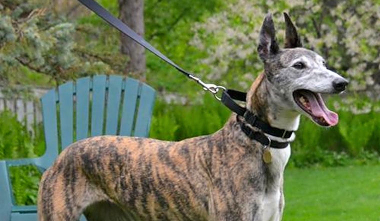 Want to adopt a pet? Here are 6 delightful doggies to adopt now in Minneapolis