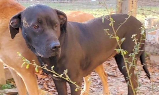7 cuddly canines to adopt now in Atlanta