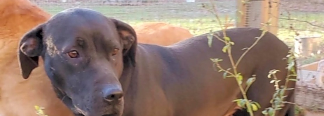 7 cuddly canines to adopt now in Atlanta