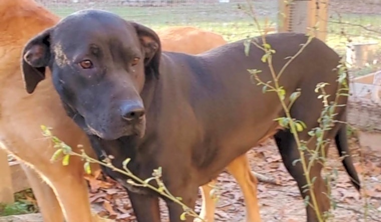 7 cuddly canines to adopt now in Atlanta