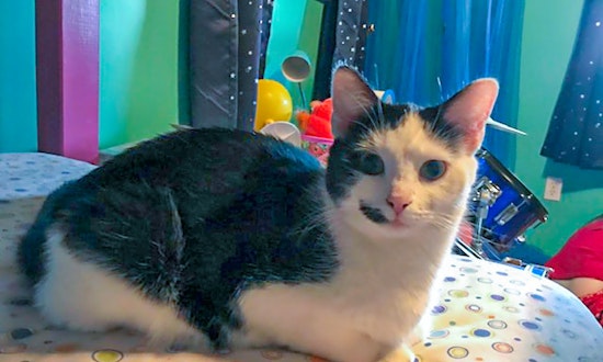 These Pittsburgh-based kitties are up for adoption and in need of a good home
