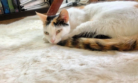 These Houston-based felines are up for adoption and in need of a good home