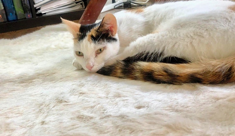 These Houston-based felines are up for adoption and in need of a good home