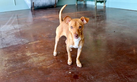 7 lovable pups to adopt now in San Antonio