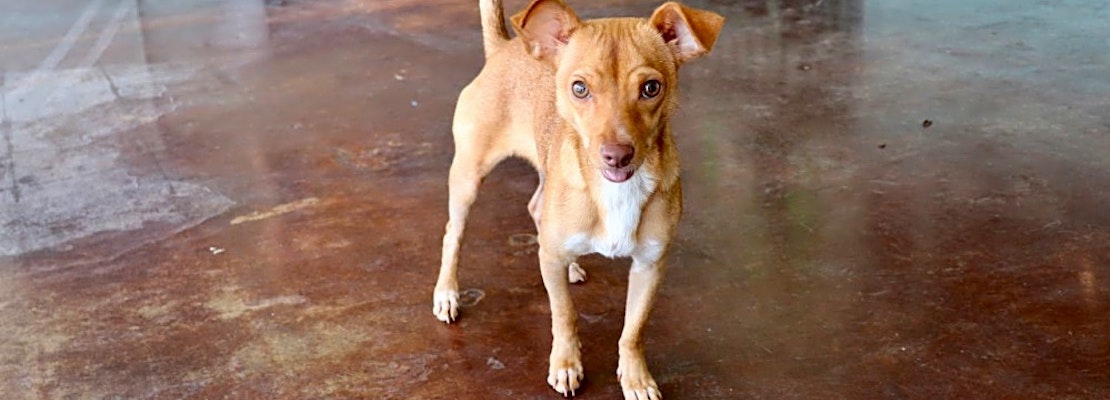 7 lovable pups to adopt now in San Antonio