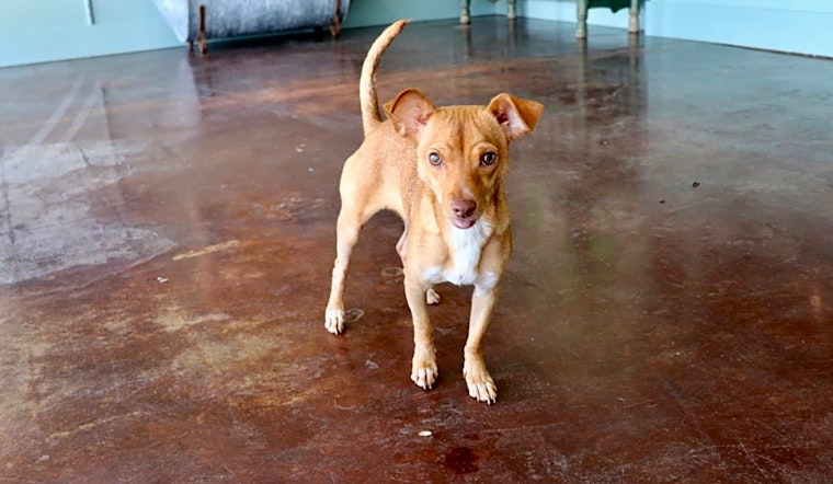 7 lovable pups to adopt now in San Antonio