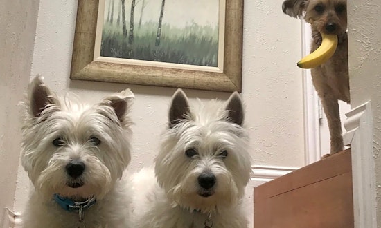 These cute Plano-based canines are up for adoption and in need of good homes