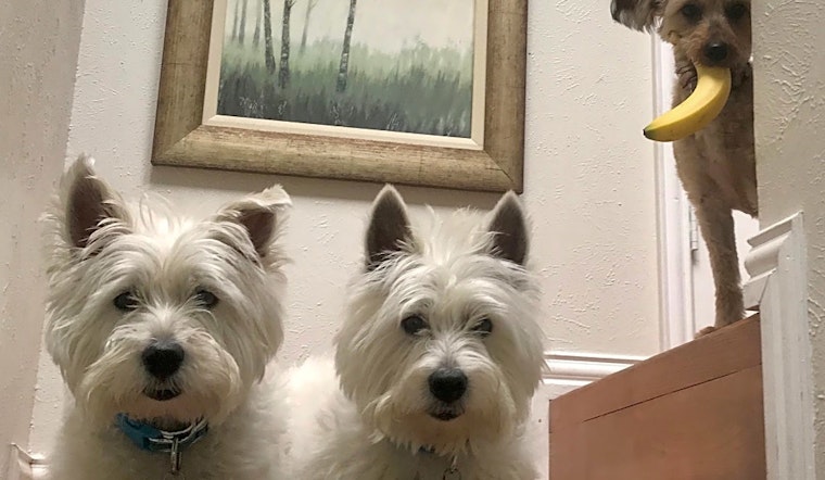These cute Plano-based canines are up for adoption and in need of good homes