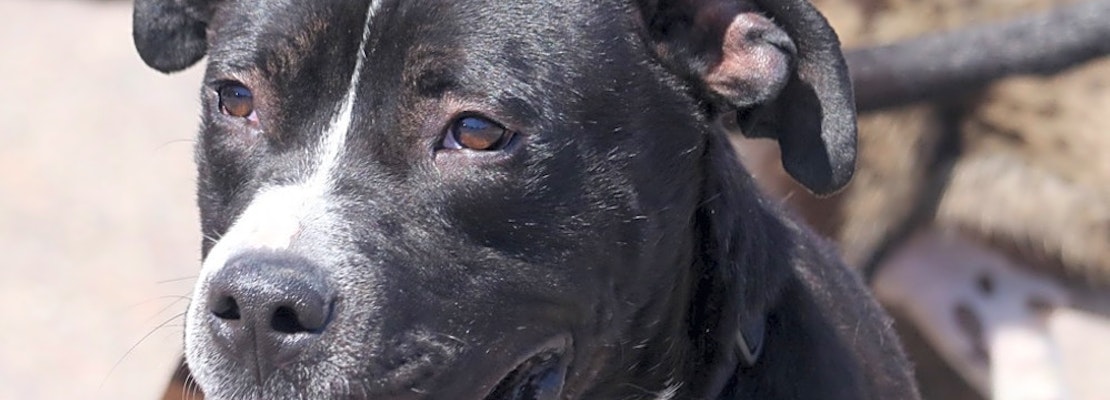 Looking to adopt a pet? Here are 7 cuddly canines to adopt now in Denver