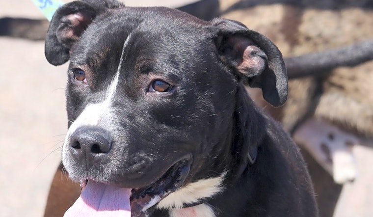 Looking to adopt a pet? Here are 7 cuddly canines to adopt now in Denver