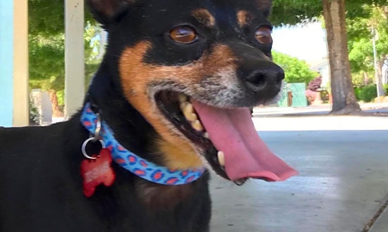7 delightful doggies to adopt now in Las Vegas
