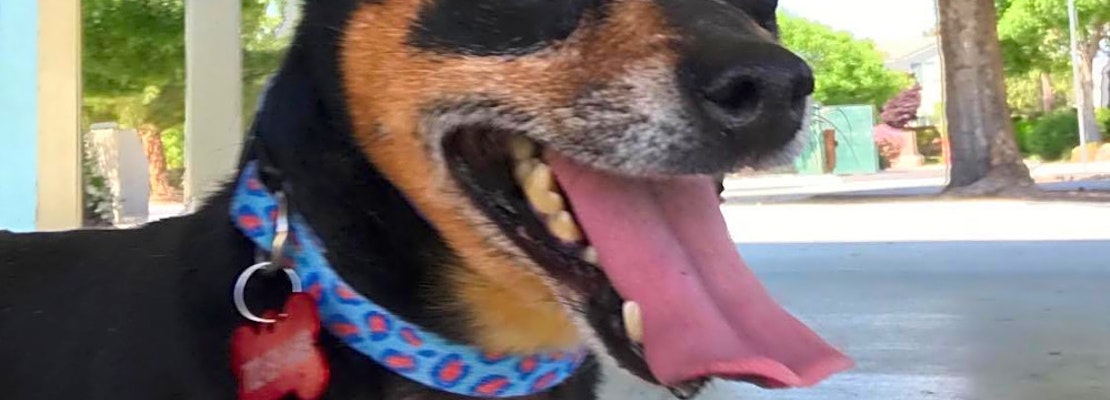 7 delightful doggies to adopt now in Las Vegas