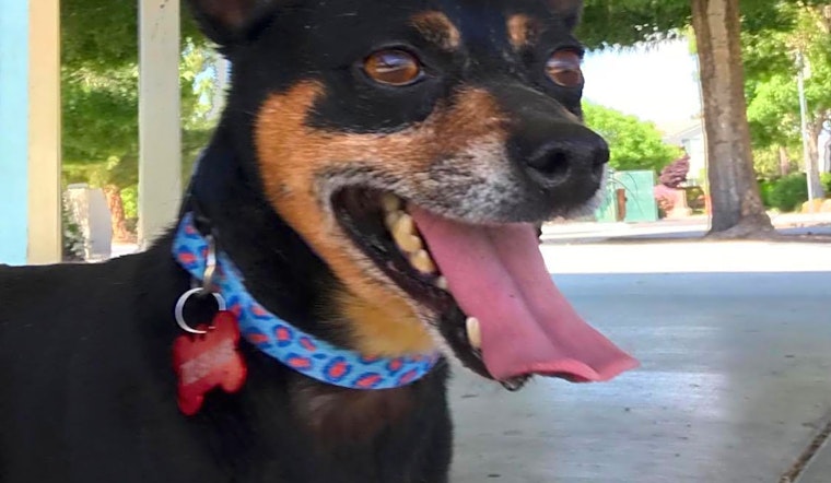 7 delightful doggies to adopt now in Las Vegas