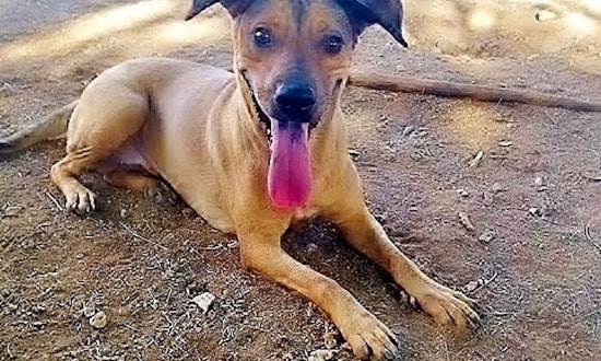 7 lovable pups to adopt now in Phoenix