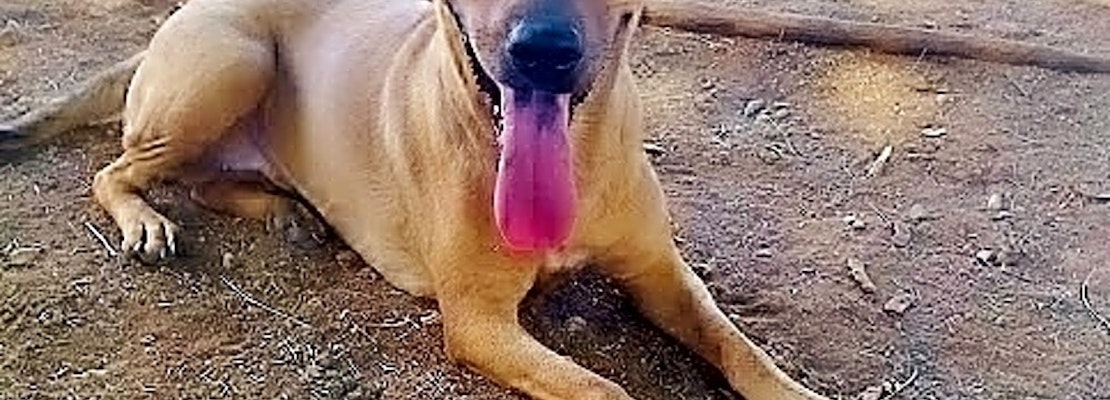 7 lovable pups to adopt now in Phoenix