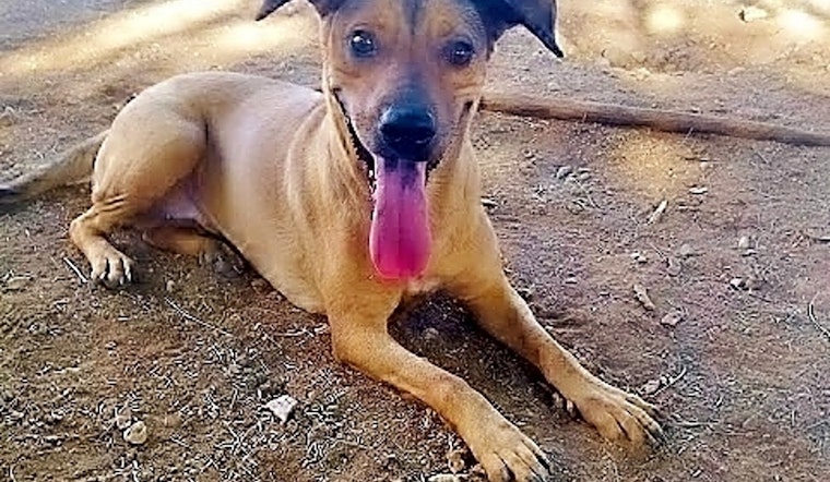 7 lovable pups to adopt now in Phoenix