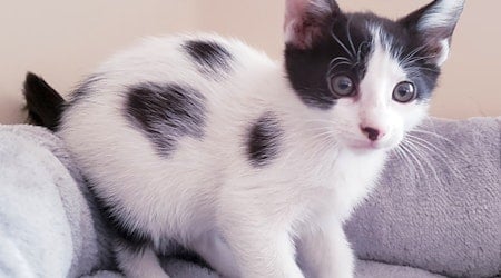 Want to adopt a pet? Here are 4 cute-as-can-be kittens to adopt now in Mesa