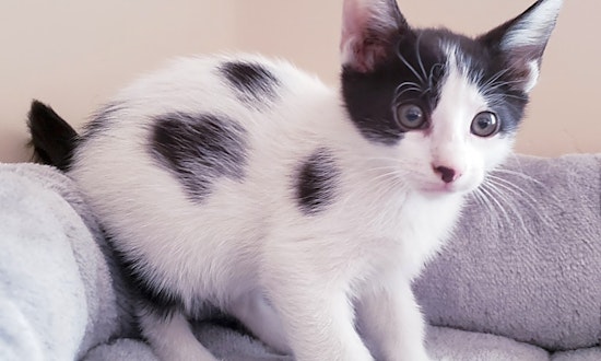 Want to adopt a pet? Here are 4 cute-as-can-be kittens to adopt now in Mesa
