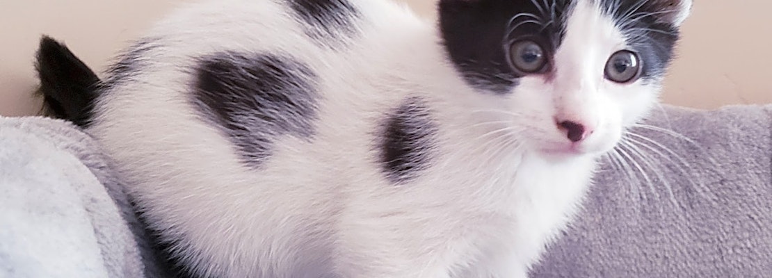 Want to adopt a pet? Here are 4 cute-as-can-be kittens to adopt now in Mesa