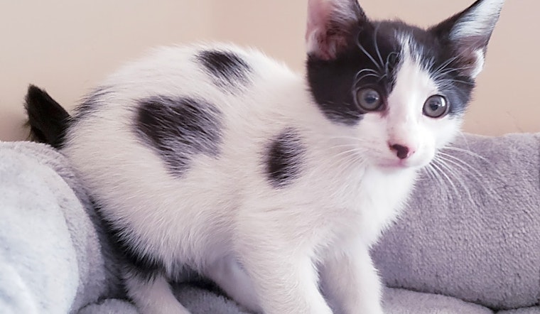 Want to adopt a pet? Here are 4 cute-as-can-be kittens to adopt now in Mesa
