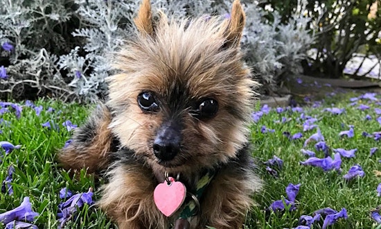 Want to adopt a pet? Here are 5 cuddly canines to adopt now in Los Angeles
