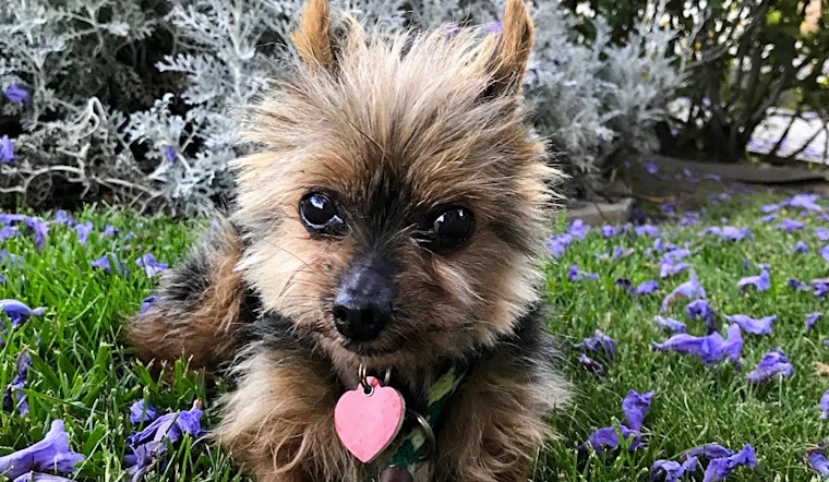 Want to adopt a pet? Here are 5 cuddly canines to adopt now in Los Angeles