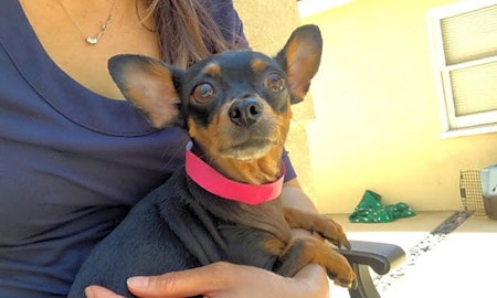 Santa Ana-based dogs up for adoption