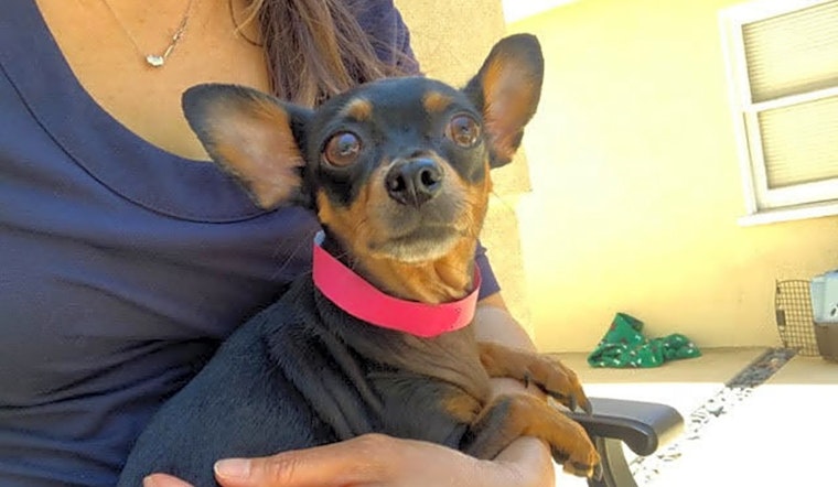 Santa Ana-based dogs up for adoption
