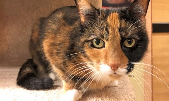 3 charming cats to adopt now in Irvine