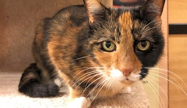 3 charming cats to adopt now in Irvine