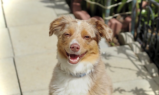Want to adopt a pet? Here are 6 delightful doggies to adopt now in San Francisco