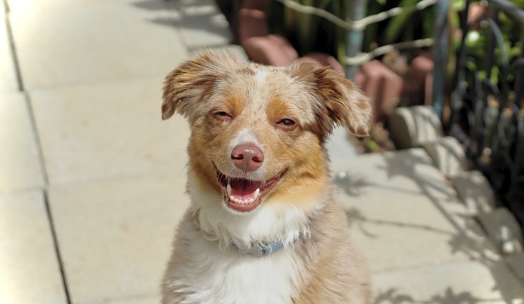 Want to adopt a pet? Here are 6 delightful doggies to adopt now in San Francisco
