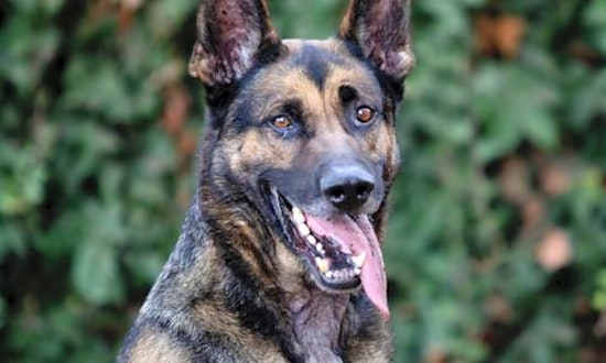Want to adopt a pet? Here are 3 cuddly canines to adopt now in Oakland