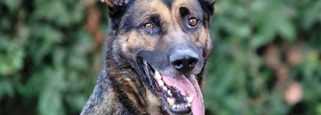 Want to adopt a pet? Here are 3 cuddly canines to adopt now in Oakland