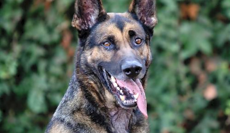 Want to adopt a pet? Here are 3 cuddly canines to adopt now in Oakland