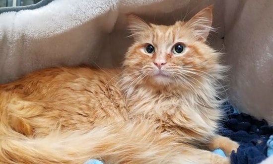 Looking to adopt a pet? Here are 4 cool kitties to adopt now in Sacramento