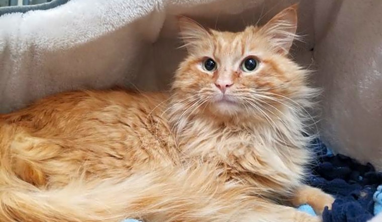 Looking to adopt a pet? Here are 4 cool kitties to adopt now in Sacramento