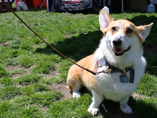 Scenes From DogFest 2015
