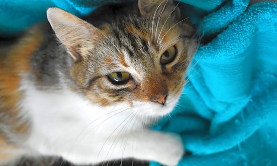 Want to adopt a pet? Here are 7 charming cats to adopt now in Austin
