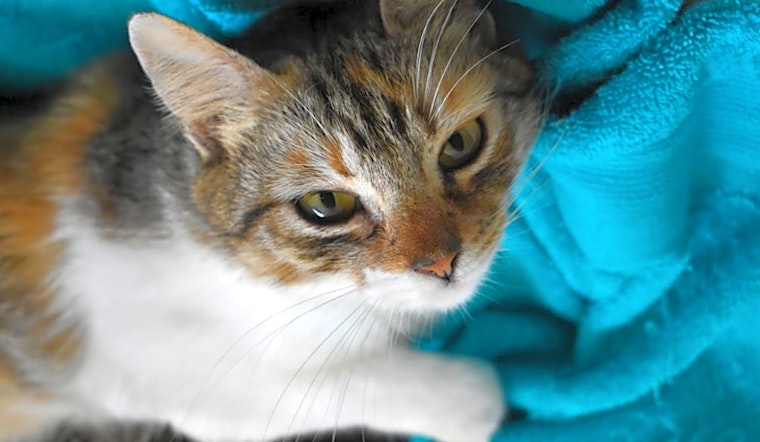 Want to adopt a pet? Here are 7 charming cats to adopt now in Austin